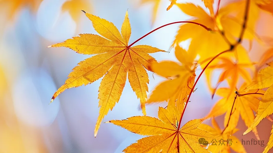二十四节气|立秋
